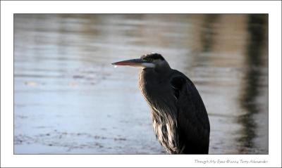 GREAT BLUE HERON RESERVE