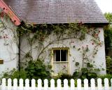Rose-covered cottage County Clare, Ireland