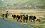 Taking the cattle home