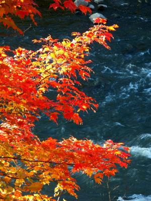 fall0015.JPG