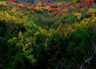 fall002.JPG