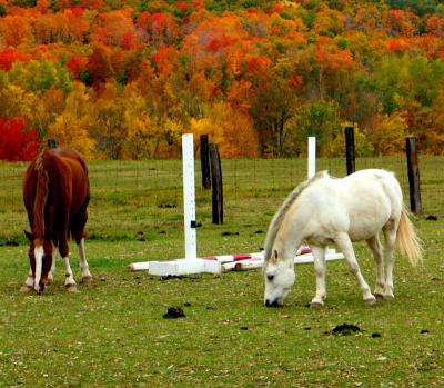 fall004.JPG
