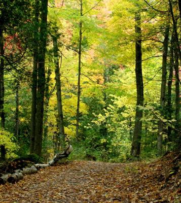 fall008.JPG