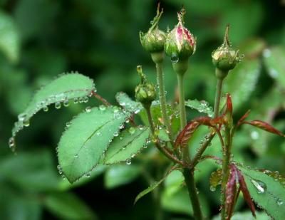 flowers0004.JPG