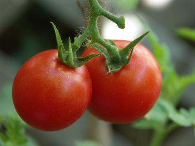 u49/tgdusty/medium/35749426.tomatoes0005.jpg