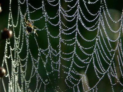 spiderwebs0011.JPG