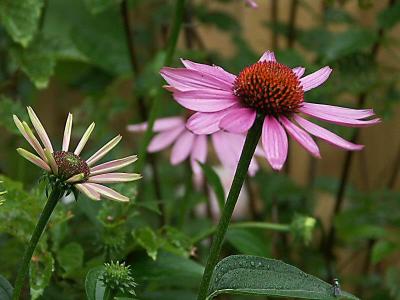 CONEFLOWER003.jpg