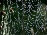 spiderwebs0011.JPG