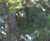 SPIDERWEB005.jpg