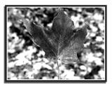 leaf003.jpg