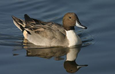 u49/tgrey/medium/35798263.NorthernPintail6.jpg