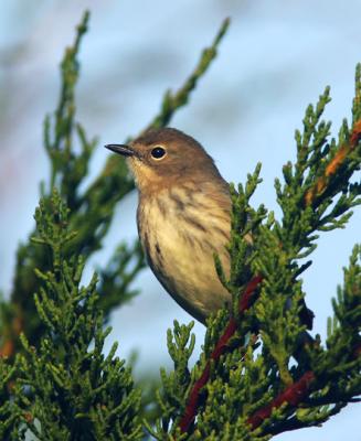 Yellow-rumped Warbler, Audubon's