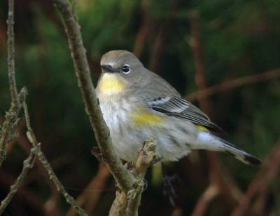 Yellow-rumped Warbler, Audubon's