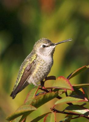 u49/tgrey/medium/36811483.AnnasHummingbird37.jpg