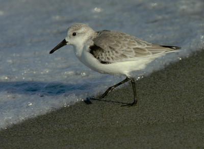 Sanderling