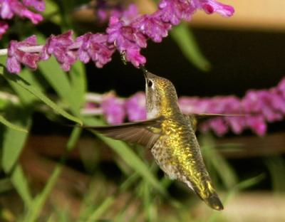 u49/tgrey/medium/36811625.AnnasHummingbird36.jpg