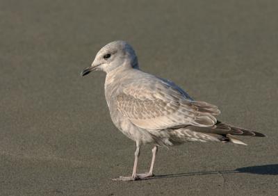 u49/tgrey/medium/36811907.MewGull5.jpg