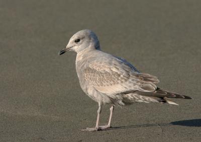 Mew Gull, first winter