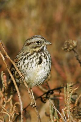 Song Sparrow