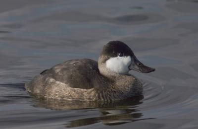 Ruddy Duck, male, non-breeding plumage