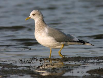 Mew Gull, winter