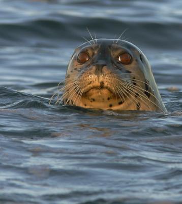 Harbor Seal