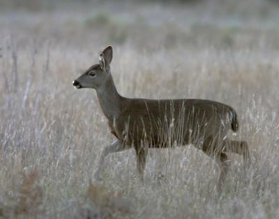 Deer in Meadow, doe
