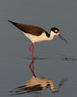 Black-necked Stilt, female