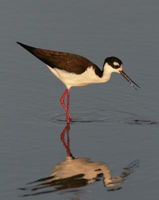 Black-necked Stilt, female