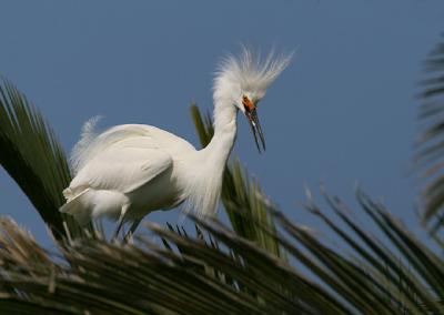 Snowy Egret, male, breeding plumage