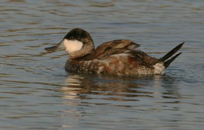 Ruddy Duck, male molting