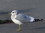 Mew Gull, winter