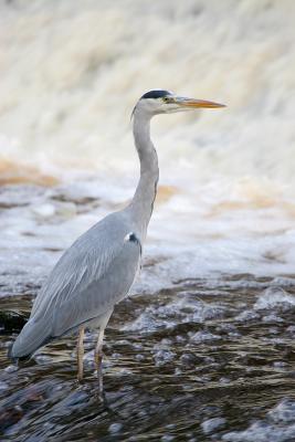 Grey Heron