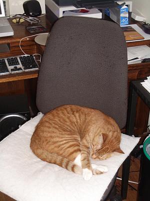 u49/themarmot/medium/40893828.catinchair.jpg