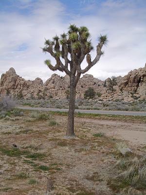 u49/themarmot/medium/40987775.joshuatree_road.jpg