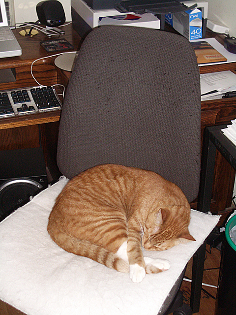 The Cat in the Desk Chair
