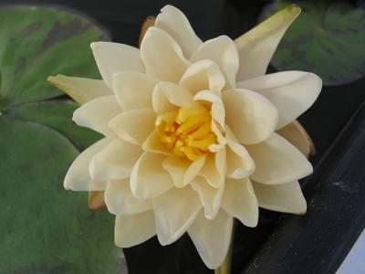 Texas Dawn Water Lily