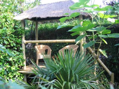 11 Jungle Hut with Trachy & Paulownia.JPG