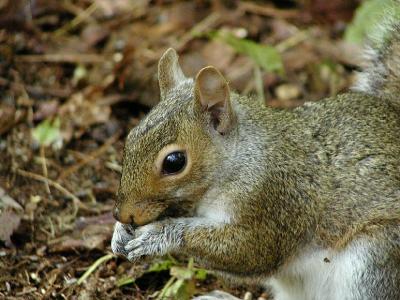 Gray Squirrel