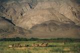 Elk in the Owens Valley