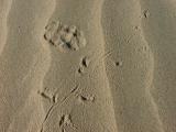 Critter Tracks, Saline Valley Dunes