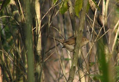 house_wren