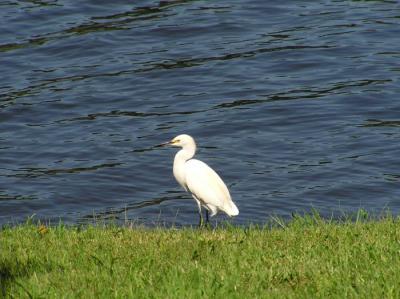 10-15-04 Snowy Egret2.jpg