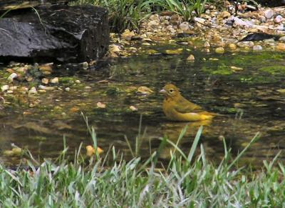 10-18-04 Tanager female1.jpg