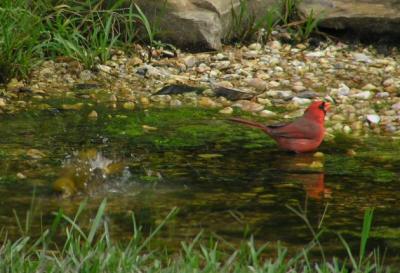 10-18-04 Tanager female3.jpg