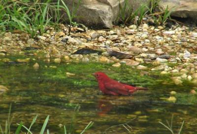 10-18-04 Tanager male1.jpg