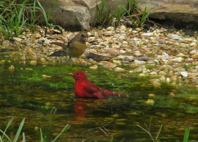 10-18-04 Tanager male3.jpg