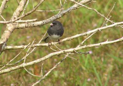 11-10-04 Junco1.jpg