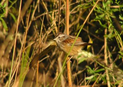 11-12-04 Swamp Sparrow1.jpg