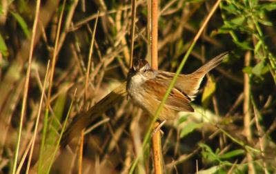 11-12-04 Swamp Sparrow2.jpg